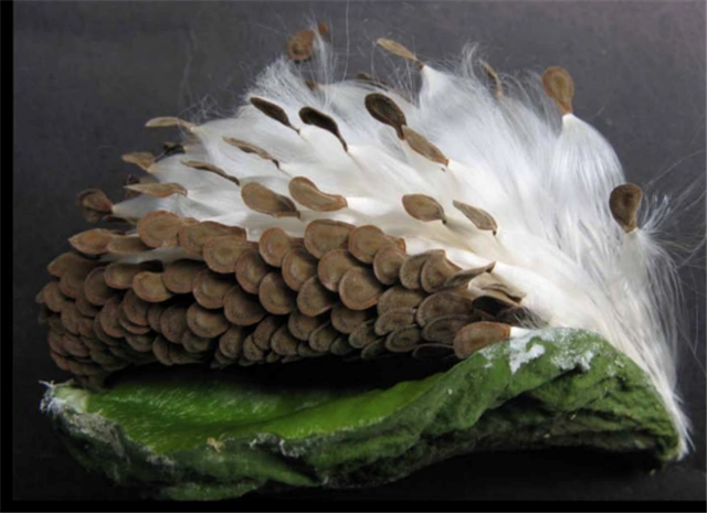 新科技推荐：论牛角瓜纤维纺织产业创建与纺织新格局趋势